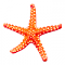 Avatar de AStarfish