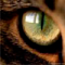 Avatar de coyote