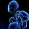 Avatar de Cortinarius